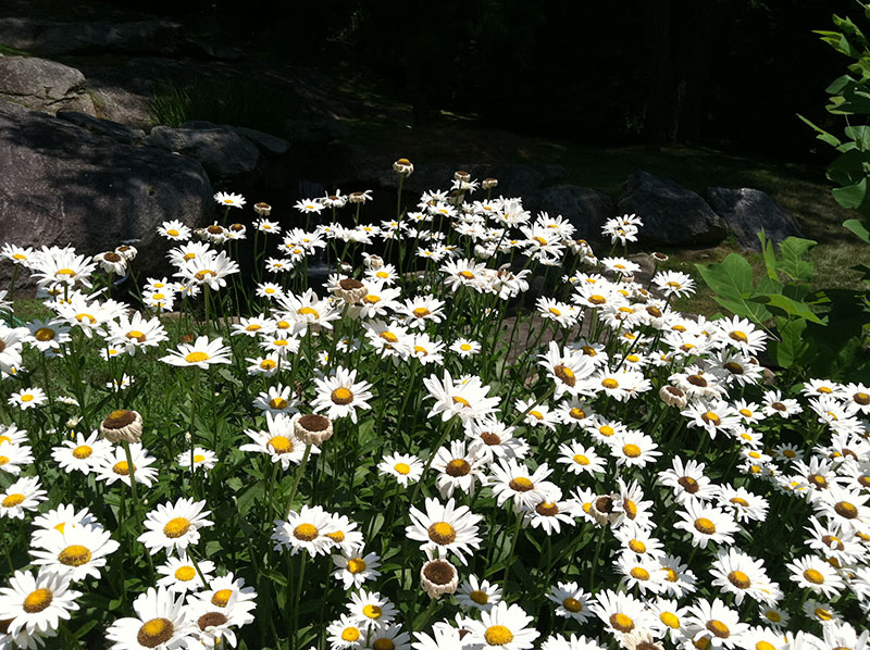 patch of sunflowers