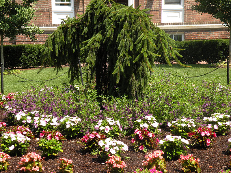 flowers and tree