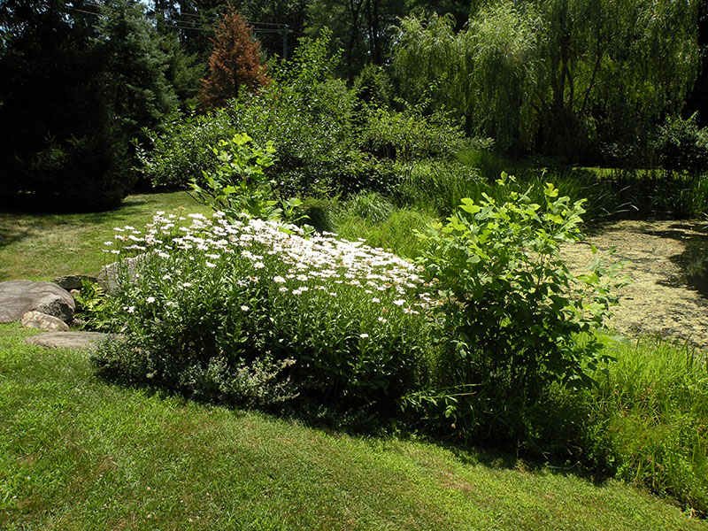 Landscape of yard