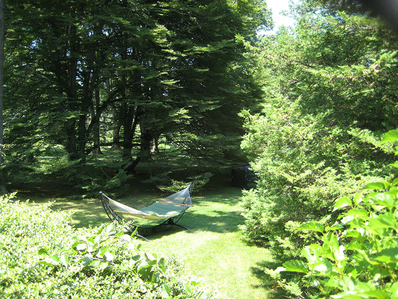 Hammock and yard view