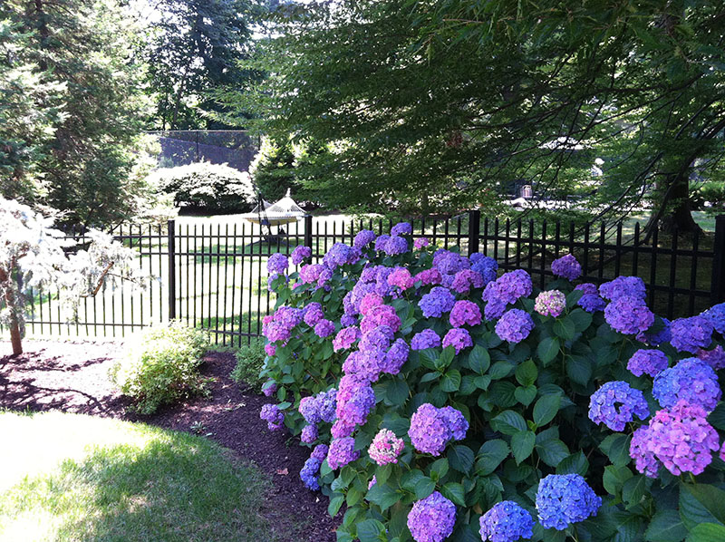 Purple Flowers