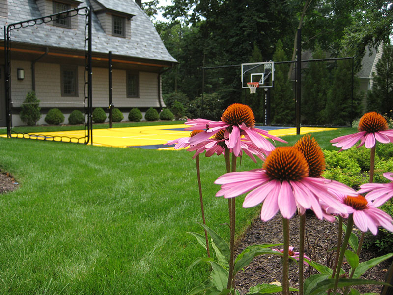 purple flowers with Michigan Basketball Court