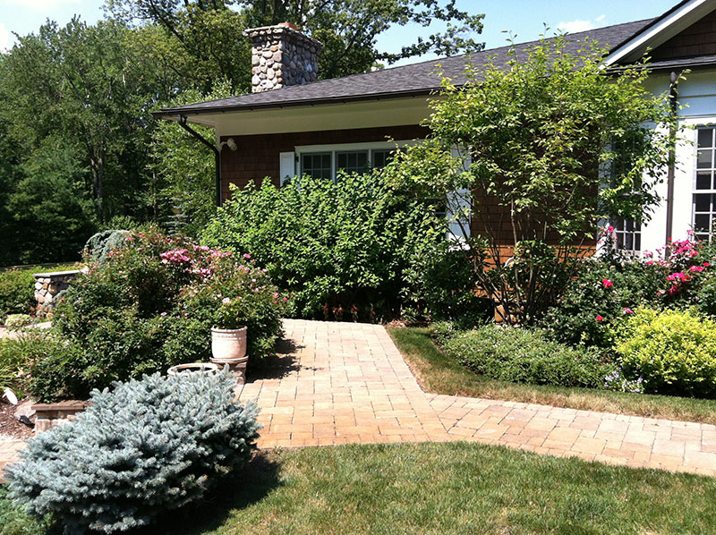 plants in backyard with walkway