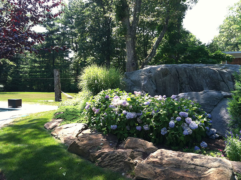 purple flowers rocks