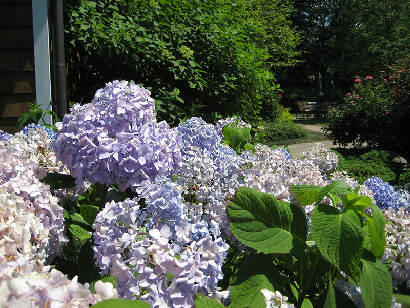 close-up view of purple flowers