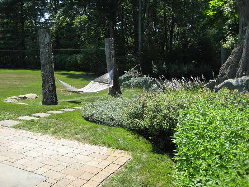 hammock in backyard with plants