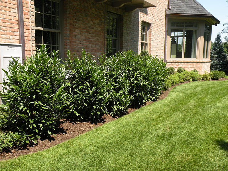 landscaping along side of house