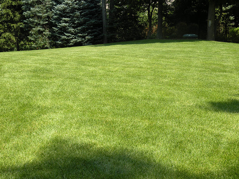 beautiful lucious green lawn