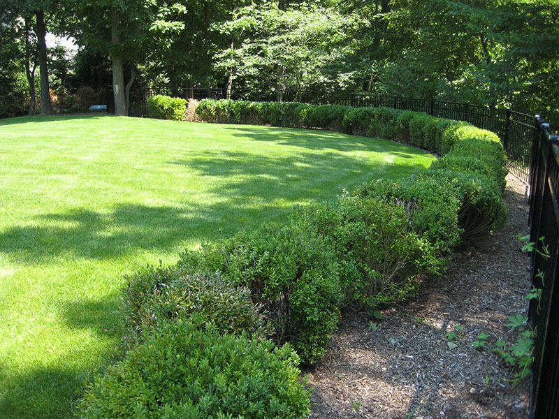 bushes line green lawn